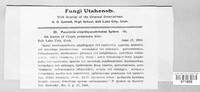 Puccinia crepidis-acuminatae image